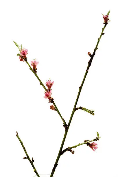 Blossom of peach-tree (Prunus persica), close-up