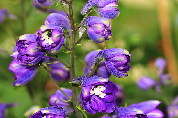 istock Perennial Lupine flowers 530532859