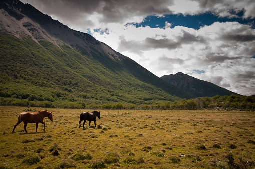 wild horses in the valley with mountains