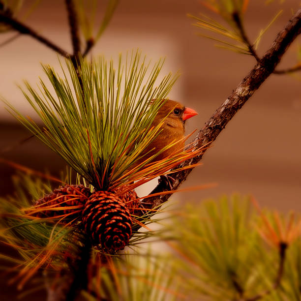 istock Beautiful bird  sitting on the branch. 530538245