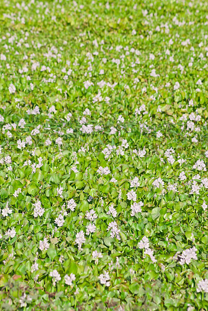 jacinto-de-água - water hyacinth water plant pond nobody imagens e fotografias de stock