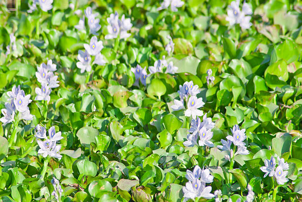 jacinto-de-água - water hyacinth water plant pond nobody imagens e fotografias de stock