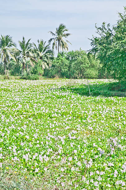 jacinto-de-água - water hyacinth water plant pond nobody imagens e fotografias de stock