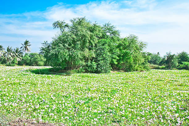 jacinto-de-água - water hyacinth water plant pond nobody imagens e fotografias de stock
