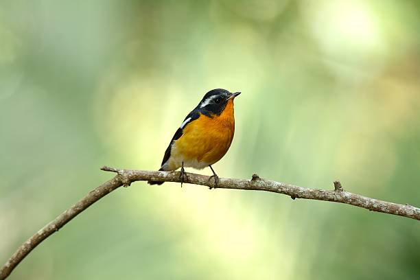 istock male mugimaki flycatcher 530539205