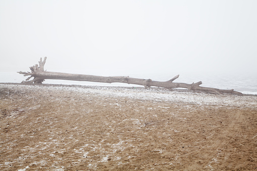 Old snag on a deserted foggy winter beach