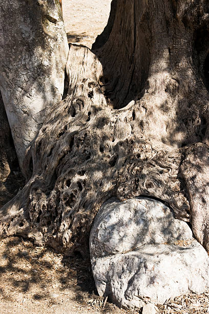 ローマの列 - olive tree tree root old ストックフォトと画像