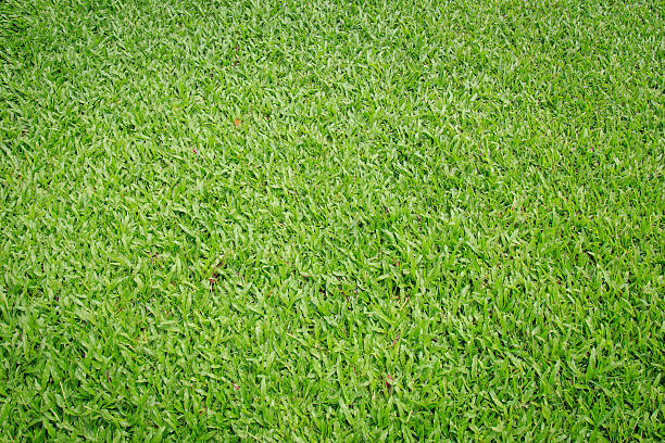 Green grass texture in  golf court