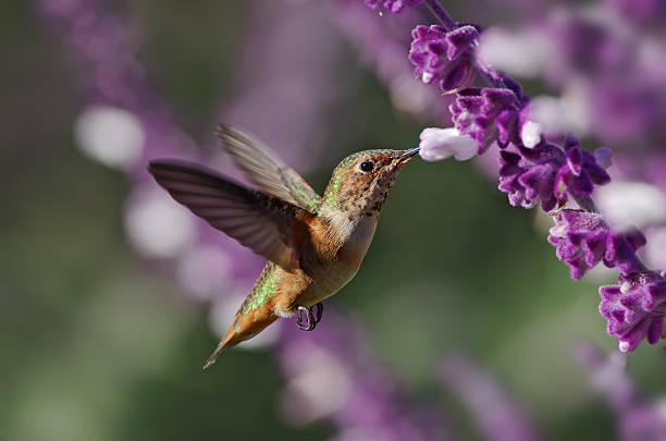 hummingbrid - bird hummingbird flying annas hummingbird imagens e fotografias de stock