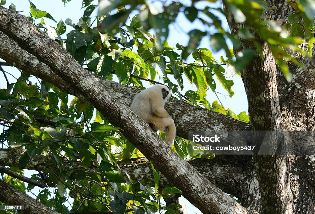 White-handed Gibbon (Hylobates lar) - Royalty-free Asya Stok görsel White-handed Gibbon (Hylobates lar) - Royalty-free Asya Stok görsel