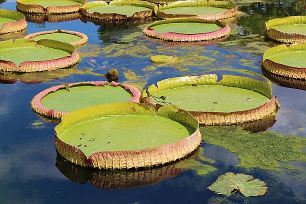 istock Sea roses in a pond 530542601