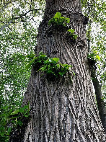 Trunk, showing the ridged bark of black cottonwood (Populus trichocarpa)