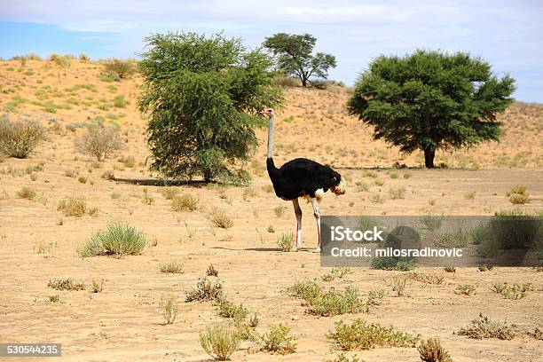 Ostrich In The Desert Stock Photo - Download Image Now - Africa, Animal, Animal Wildlife