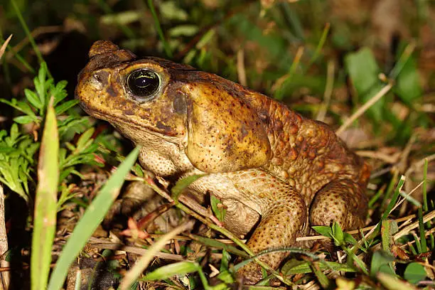 Names: Cane Toad, Giant Neotropical Toad, Marine Toad