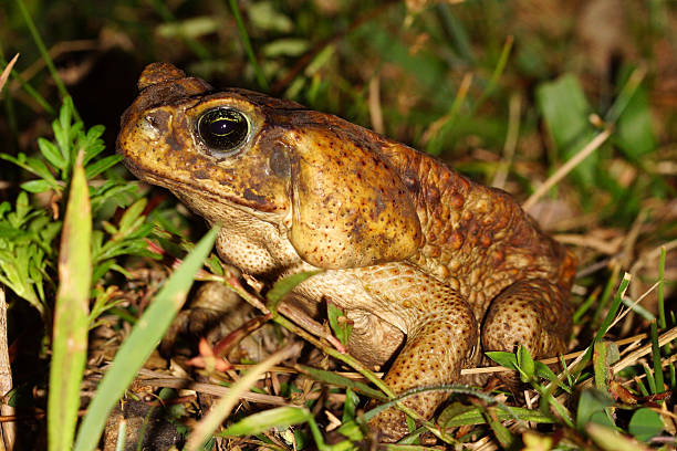 sapo-cururu - cane toad toad wildlife nature - fotografias e filmes do acervo