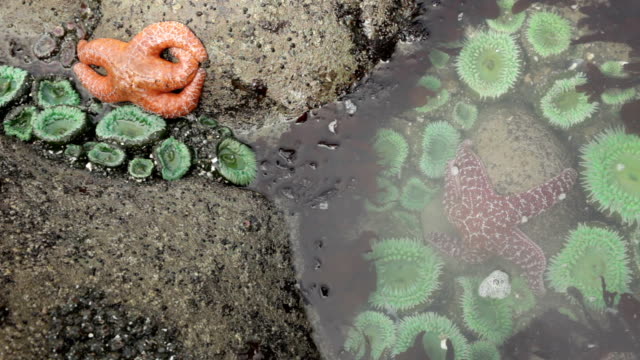 Starfish anemones Olympic National Park Kalaloch Beach tide pool Washingon