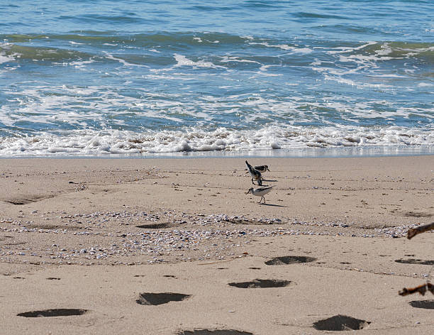istock Small flock of Sandpipers feeding at a beach, Italy. 530549423