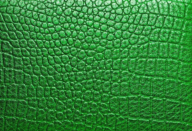 istock Crocodile green leather, can use as background 530549989