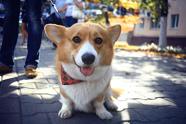 istock small cute dog for a walk redhead 530550589