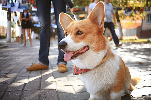 istock small cute dog for a walk redhead 530550599