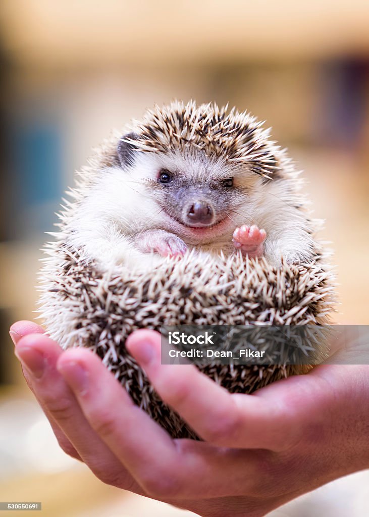 Smiling Hedgehog Closeup photo of a small hedgehog being held in the palm of a young man Hedgehog Stock Photo