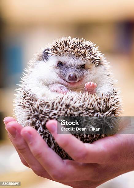 Smiling Hedgehog Stock Photo - Download Image Now - Hedgehog, Pets, Porcupine