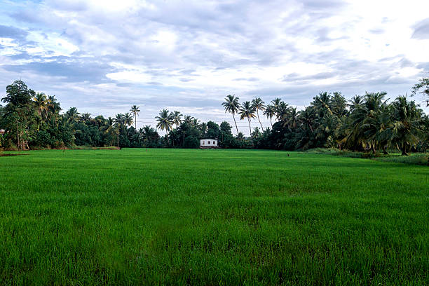Landscape view of a lush green paddy field of Kerala, India.