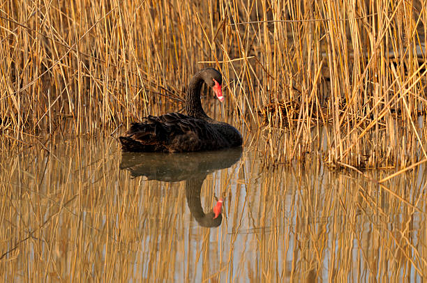 istock Sheyang Red Crowned Crane Reserve 530551629
