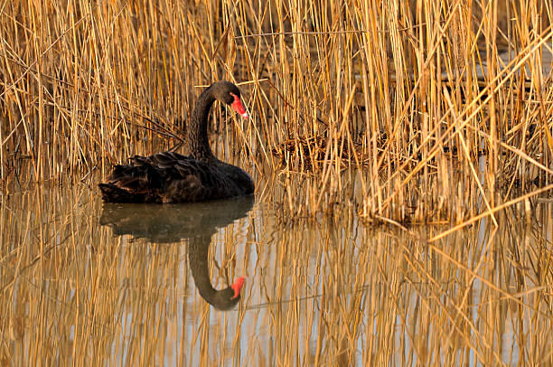 istock Sheyang Red Crowned Crane Reserve 530551637