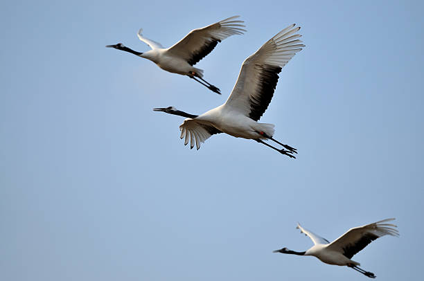 istock Sheyang Red Crowned Crane Reserve 530551717