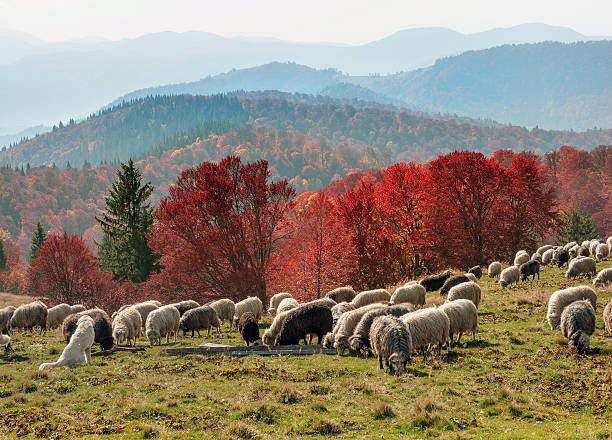istock Transcarpathian pastures in autumn 530552315