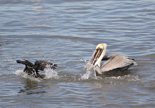 The cormorant and the pelican are adversaries when hunting for food is concerned, The swift cormorant, with it's streamlined body, often beats the large pelican in catching the fish but then the powerful pelican tries to take it away