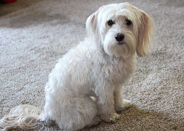 istock Animal; Maltipoo Dog 530552465