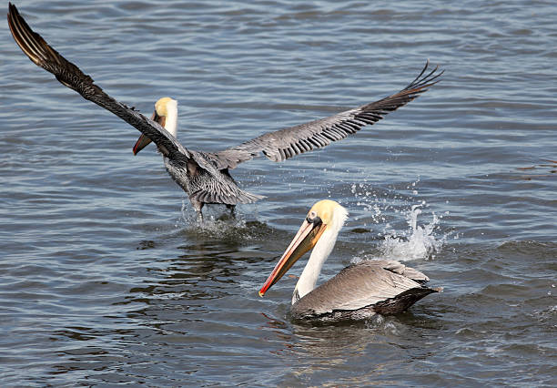 istock One Pelican Landing Near Another One 530553717
