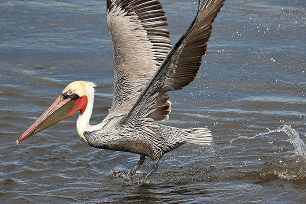 pelicano de aterragem - pelican landing imagens e fotografias de stock