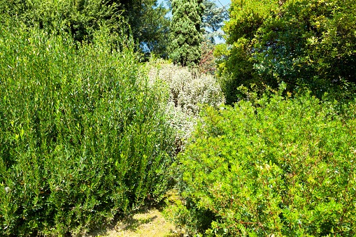 Gorse shrubs, ulex europaeus