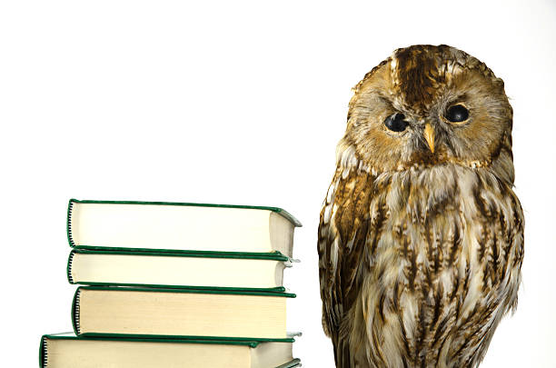 istock Owl at a book pile 530556435