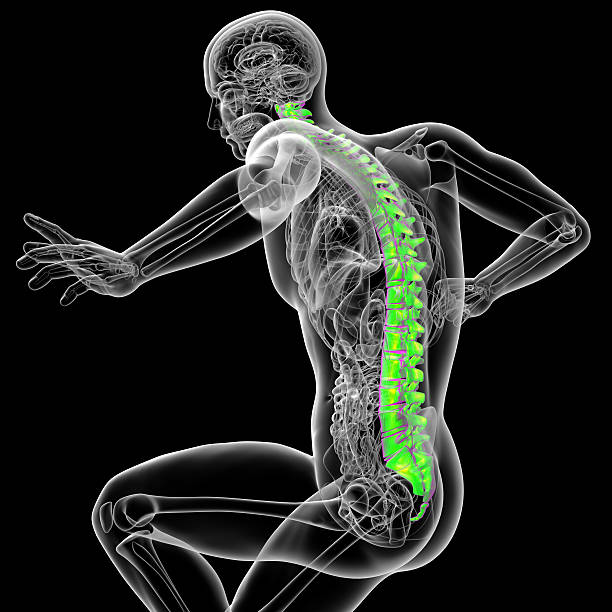 3 d render de medicina ilustração de a espinha dorsal - thoracic vertebrae - fotografias e filmes do acervo