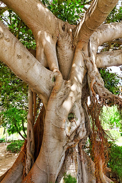 istock Alone one big tree in Valencia  park. Spain 530557783