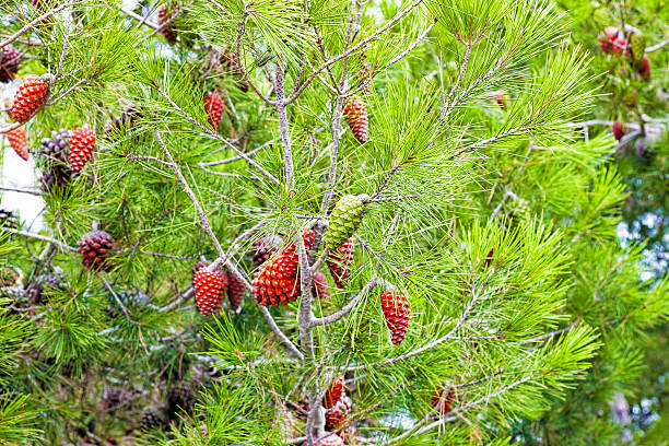 pine branch mit hütchen. - pinaceous stock-fotos und bilder