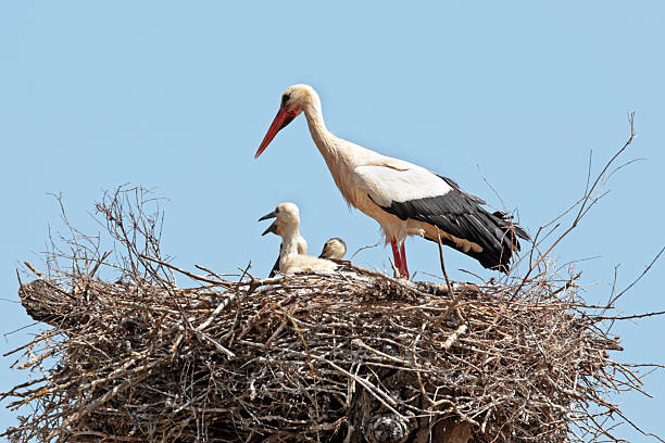 istock White stork with  young baby storks on the nest 530558077