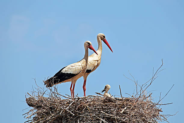 istock White storks with  young baby stork on the nest 530558103
