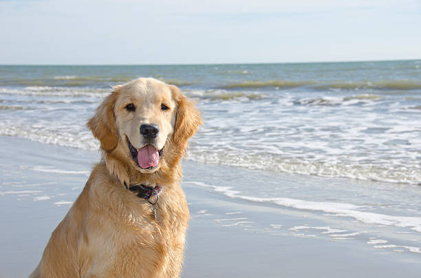 istock Golden Retriever Puppy on the Beach 530558355
