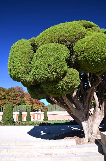 istock Cypress tree in Retiro Park in Madrid, Spain 530558525