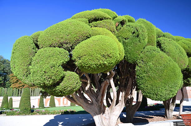 istock Cypress tree in Retiro Park in Madrid, Spain 530558527