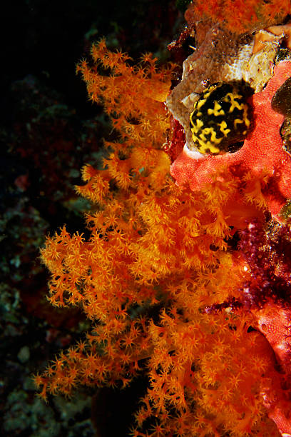 istock Soft Coral Colony and sponge 530559631