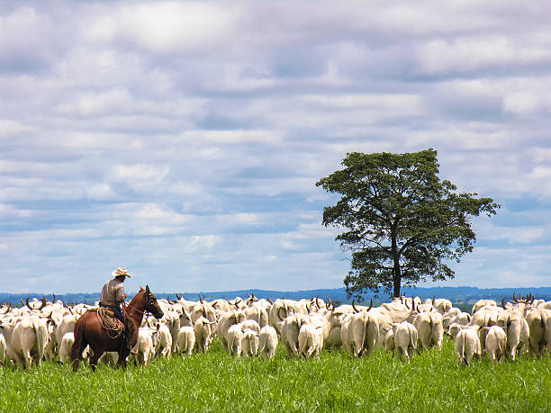 cowboy herding cattle stock photo