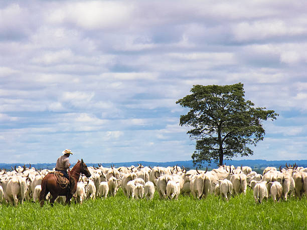 kowboj zaganiać zwierzęta cattle - bydło zebu zdjęcia i obrazy z banku zdjęć