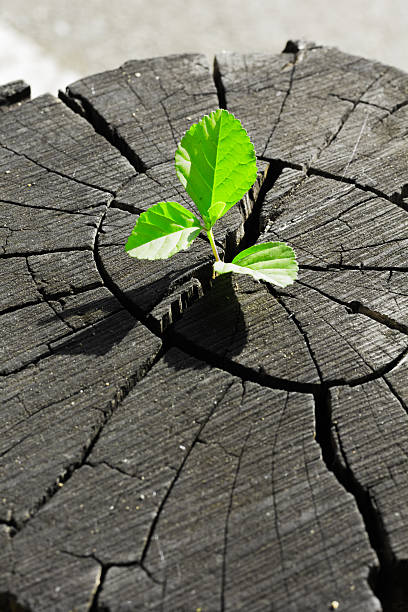 istock plant growing out of a tree stump 530561325