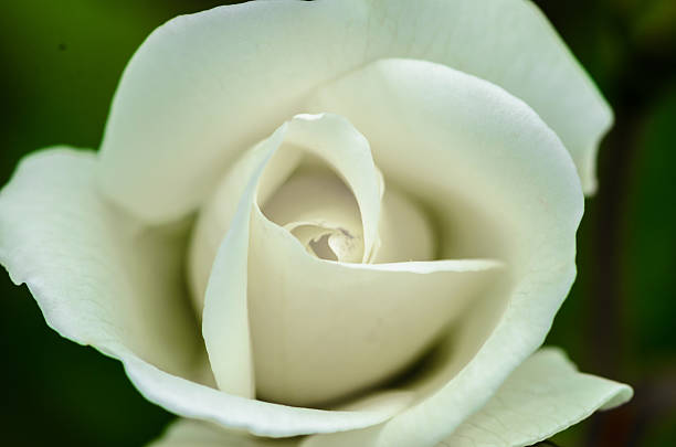 istock Closeup of White Rose 530561799
